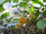 Hygrocybe laeta var. laeta image