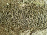 Enterographa hutchinsiae image