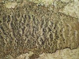 Enterographa hutchinsiae image