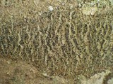 Enterographa hutchinsiae image