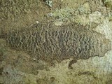 Enterographa hutchinsiae image