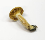 Hygrophorus karstenii image