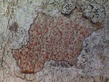 Arthonia cinnabarina image