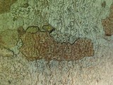 Arthonia cinnabarina image