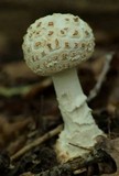 Amanita ravenelii image