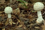 Amanita ravenelii image