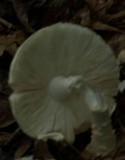 Amanita ravenelii image