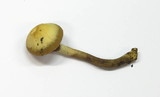 Kuehneromyces mutabilis image