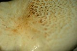 Neolentinus lepideus image