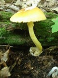 Amanita banningiana image