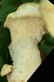 Neolentinus lepideus image