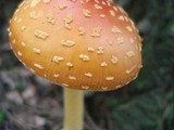 Amanita frostiana image