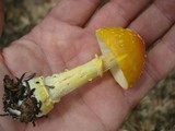 Amanita frostiana image