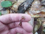 Psilocybe phyllogena image