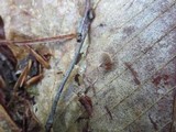 Psilocybe phyllogena image