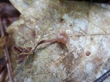 Psilocybe phyllogena image