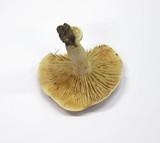 Lactarius azonites image