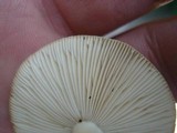 Amanita solaniolens image