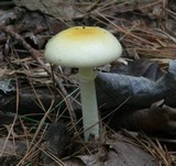 Amanita praecox image