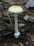 Amanita praecox image
