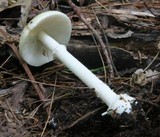 Amanita praecox image