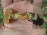 Cortinarius distans image