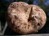 Scleroderma bovista image