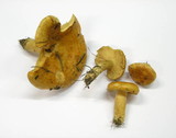 Lactarius porninsis image