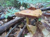 Cortinarius corrugatus image