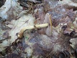 Cortinarius corrugatus image