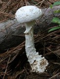 Amanita subcokeri image
