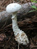 Amanita subcokeri image