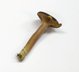 Lactarius subumbonatus image