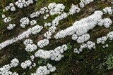 Ceratiomyxa fruticulosa var. fruticulosa image