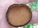 Galiella rufa image
