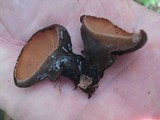 Galiella rufa image