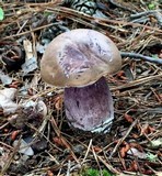 Tylopilus plumbeoviolaceus image