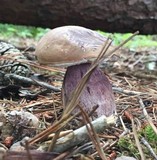 Tylopilus plumbeoviolaceus image