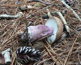 Tylopilus plumbeoviolaceus image
