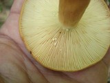 Lactarius volemus image