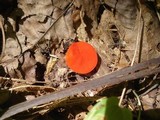 Sarcoscypha occidentalis image
