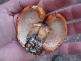 Tricholoma aurantium image