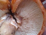 Tricholoma aurantium image