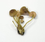Mycena renati image