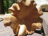 Clitocybe gibba image