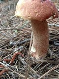 Boletus subcaerulescens image