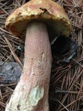 Boletus subcaerulescens image