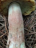 Boletus subcaerulescens image