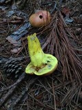 Pulveroboletus ravenelii image