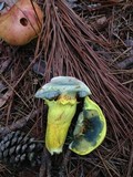 Pulveroboletus ravenelii image